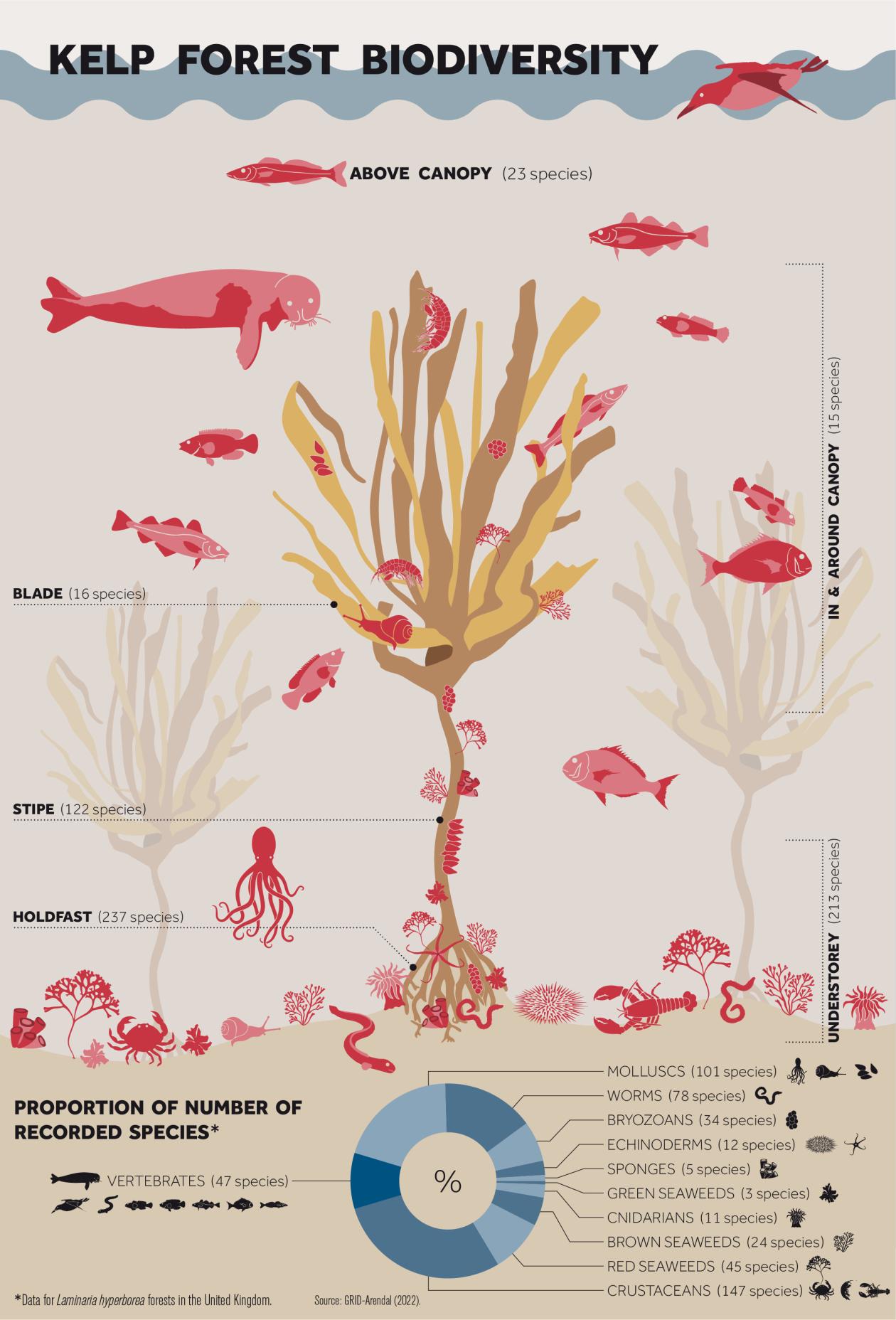 Kelp_Forest_Biodiversity.jpg